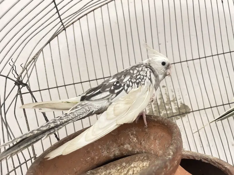 Three cocktail parrot — photo 3