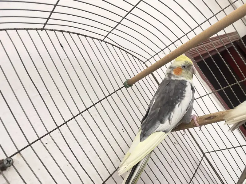 Three cocktail parrot — photo 4