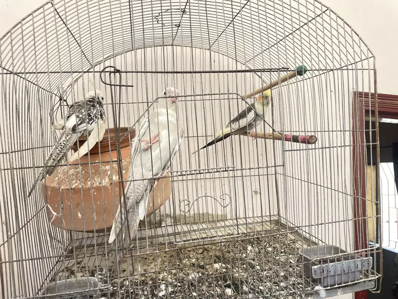 Three cocktail parrot — photo 5