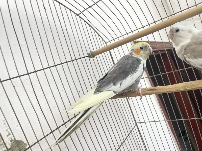 Three cocktail parrot — photo 6