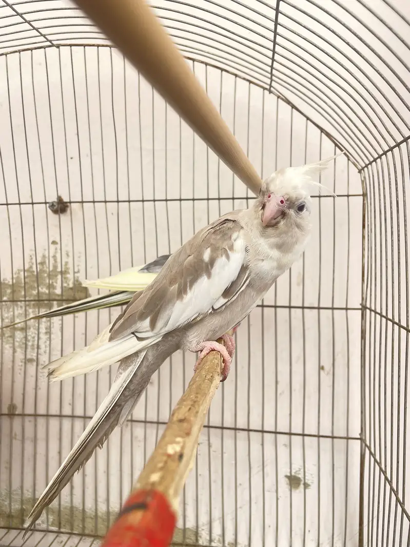 Three cocktail parrot — photo 7