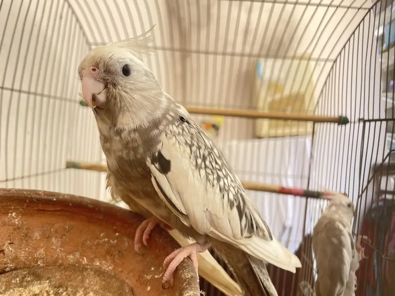 Three cocktail parrot — photo 8
