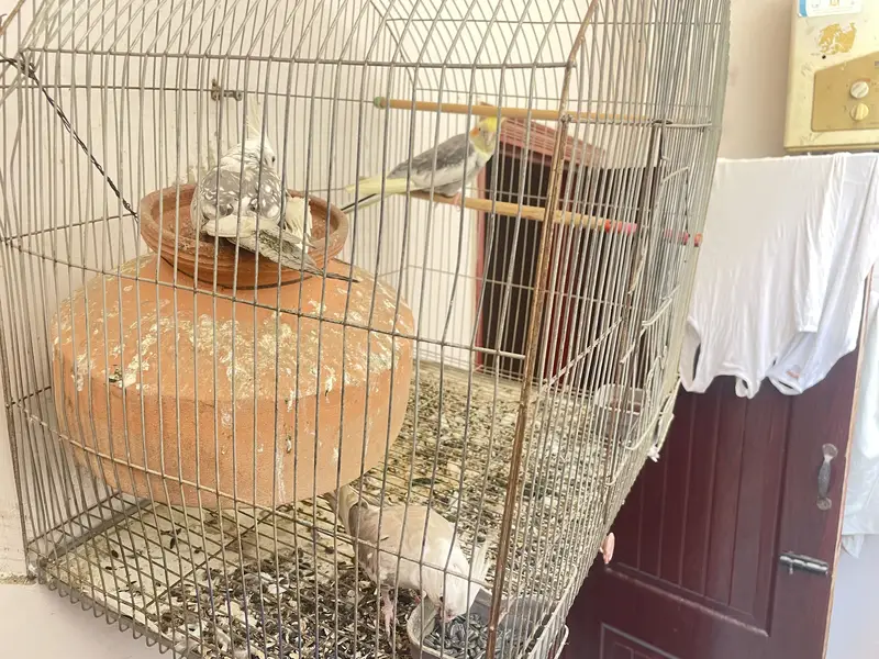 Three cocktail parrot — photo 9