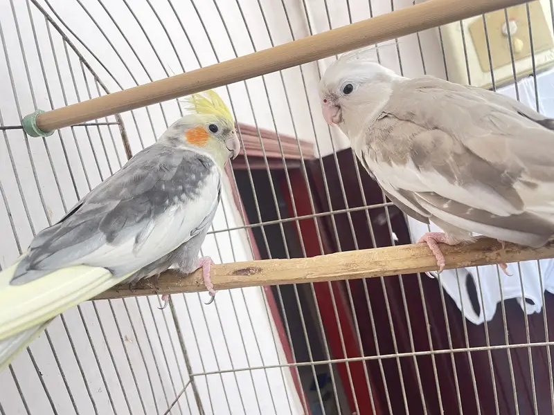 Three cocktail parrot — photo 10