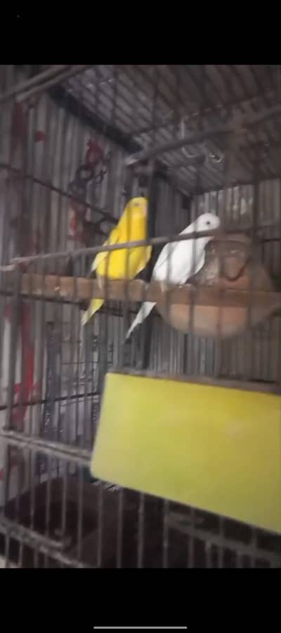 Australian parrot  red eyes king size