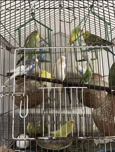 Australian Parrots- Very good Health at Home