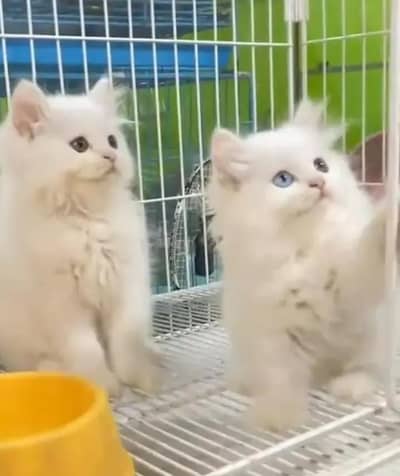 Persian female kitten for sale all Pakistan delivery available