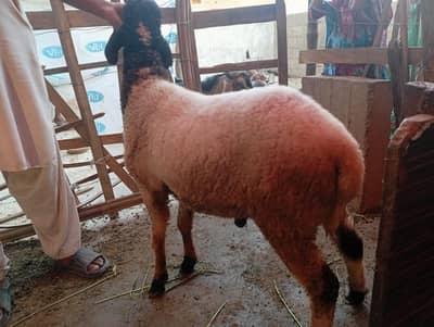 dumba for sale
