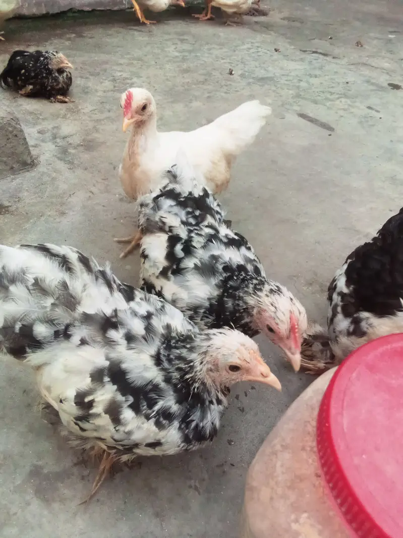 Milli flower, Japanese,rir,/incubator, brooder
