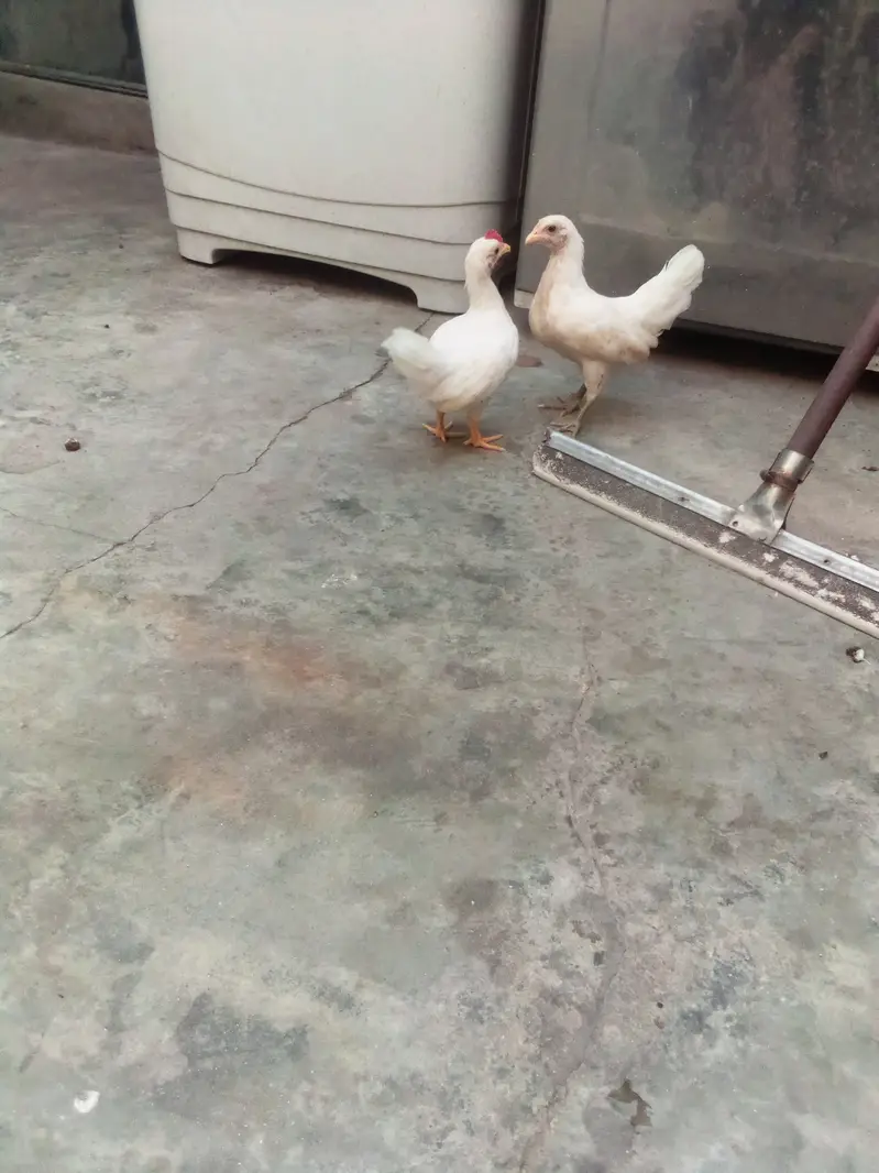 Milli flower, Japanese,rir,/incubator, brooder — photo 2