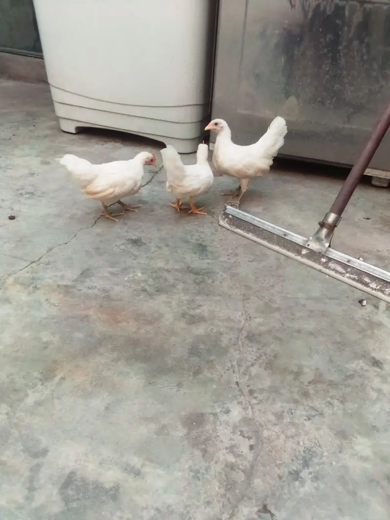 Milli flower, Japanese,rir,/incubator, brooder — photo 3