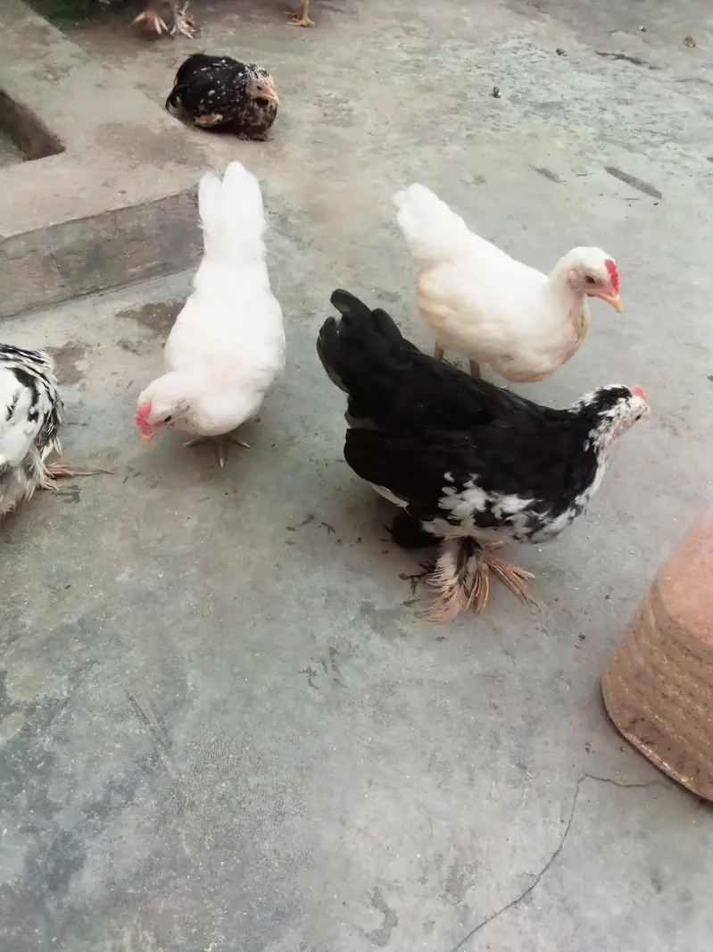 Milli flower, Japanese,rir,/incubator, brooder — photo 4