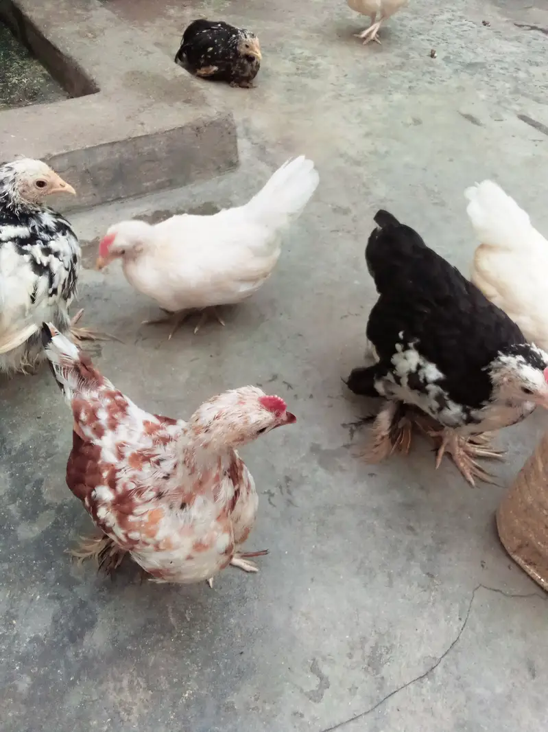 Milli flower, Japanese,rir,/incubator, brooder — photo 5