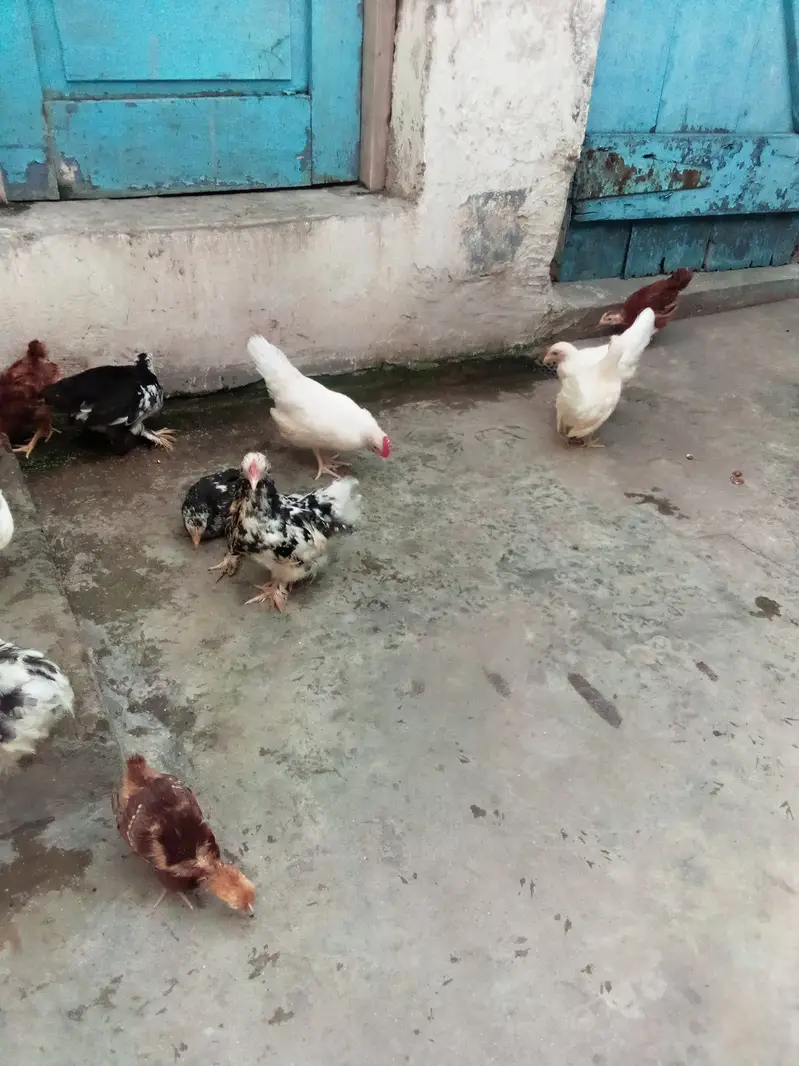 Milli flower, Japanese,rir,/incubator, brooder — photo 8