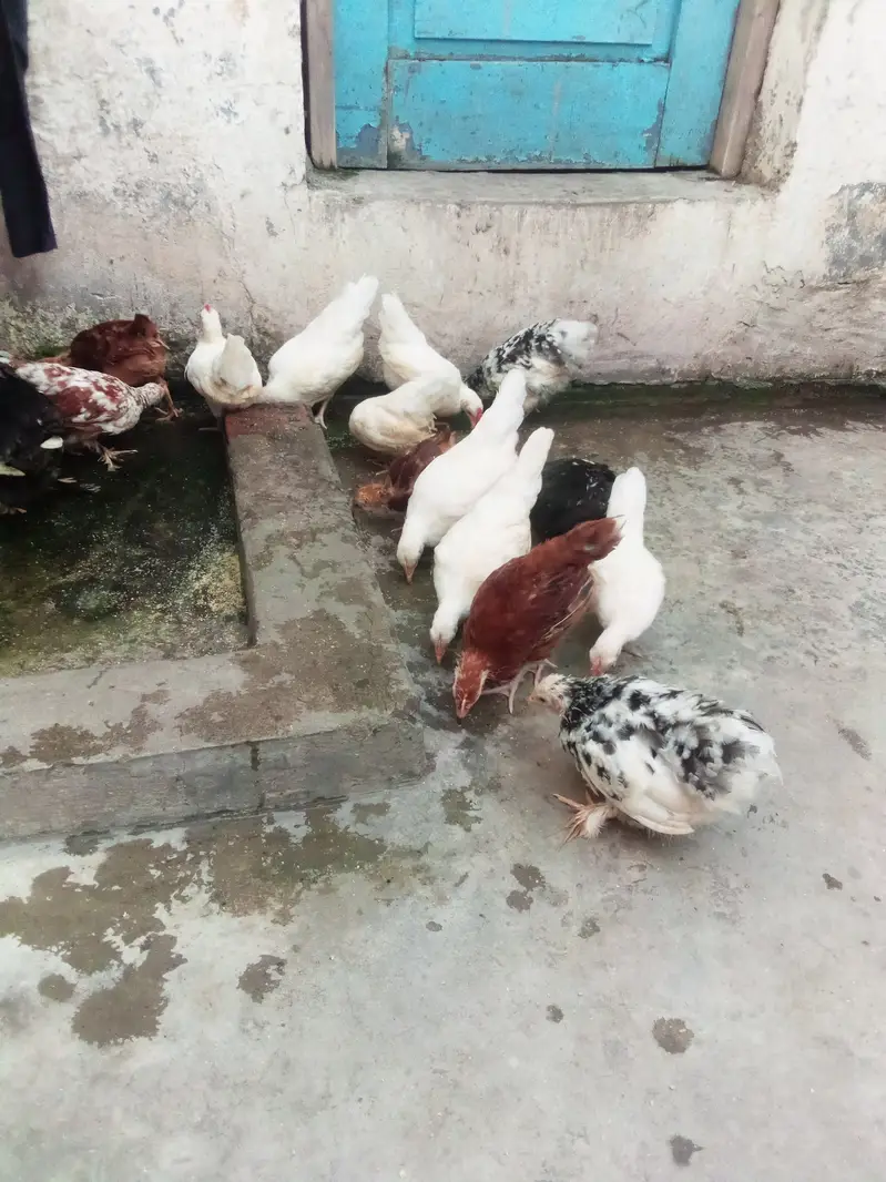 Milli flower, Japanese,rir,/incubator, brooder — photo 10