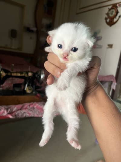 Persian kittens for sale