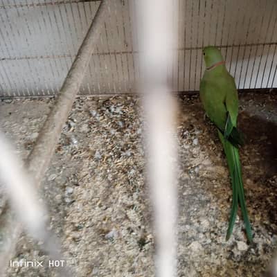 Bolne Wala ringneck