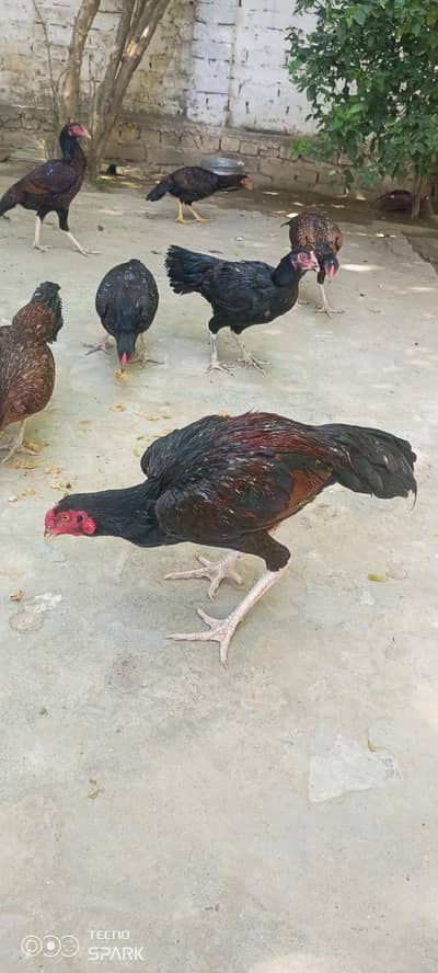 aseel I mrga murgiya for sale 03125299856