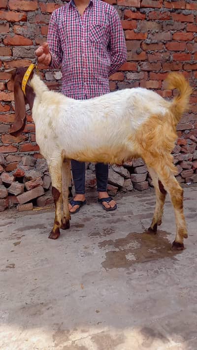 Donda Bakra