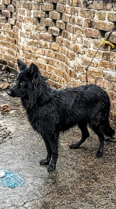 Aoa Belgian shepherd ha dog both acha ha contact number 03335128614