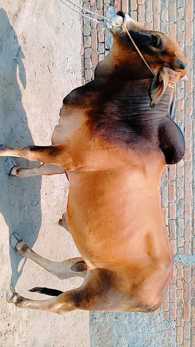 Oxe for sell