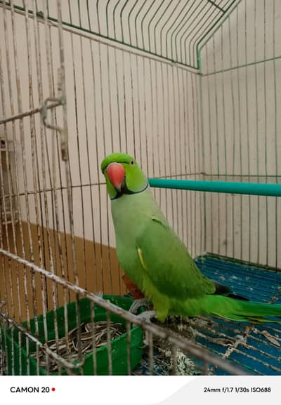 parrot for sale