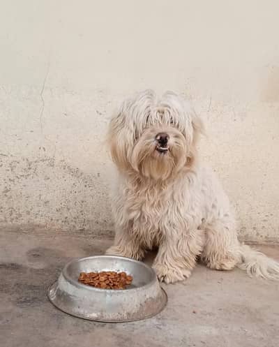 poodle dog for sell