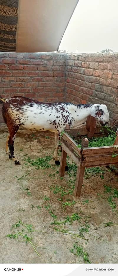 bakra + bakri