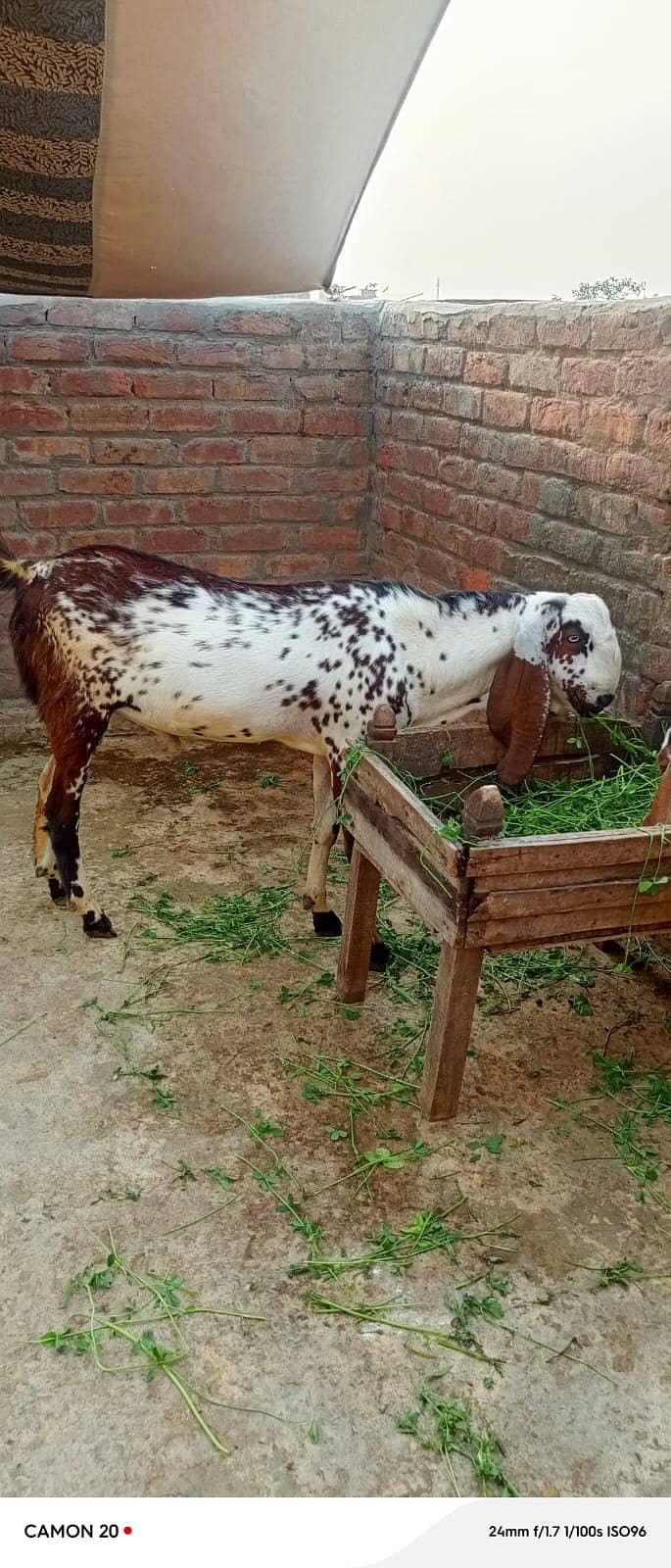 bakra + bakri 0