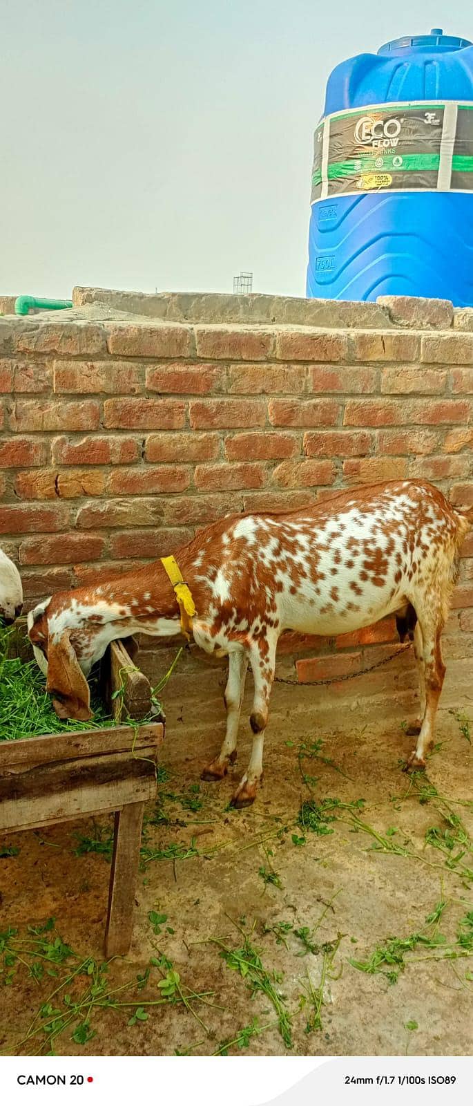 bakra + bakri 1