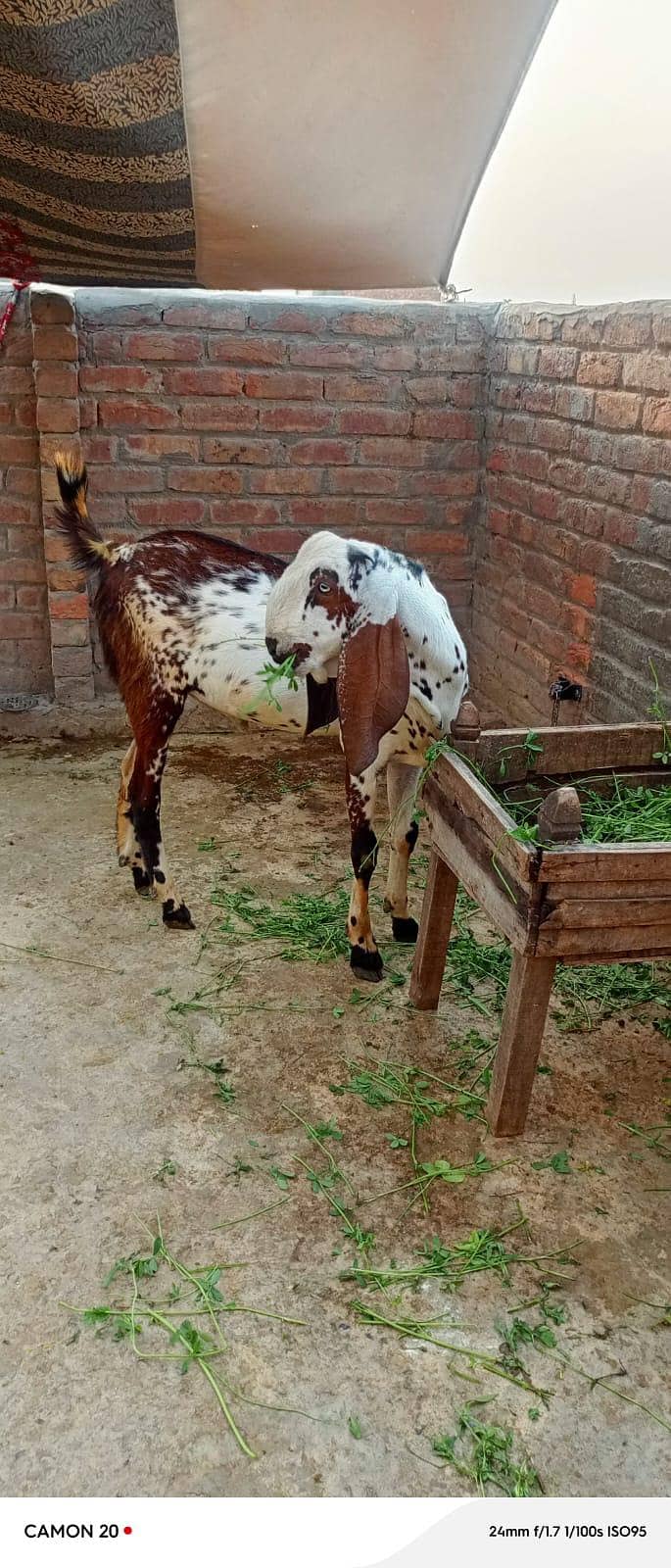 bakra + bakri 2