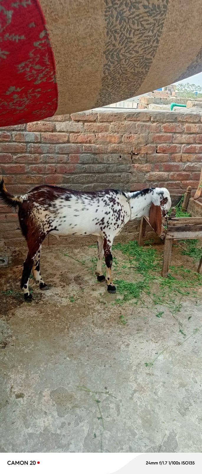 bakra + bakri 3