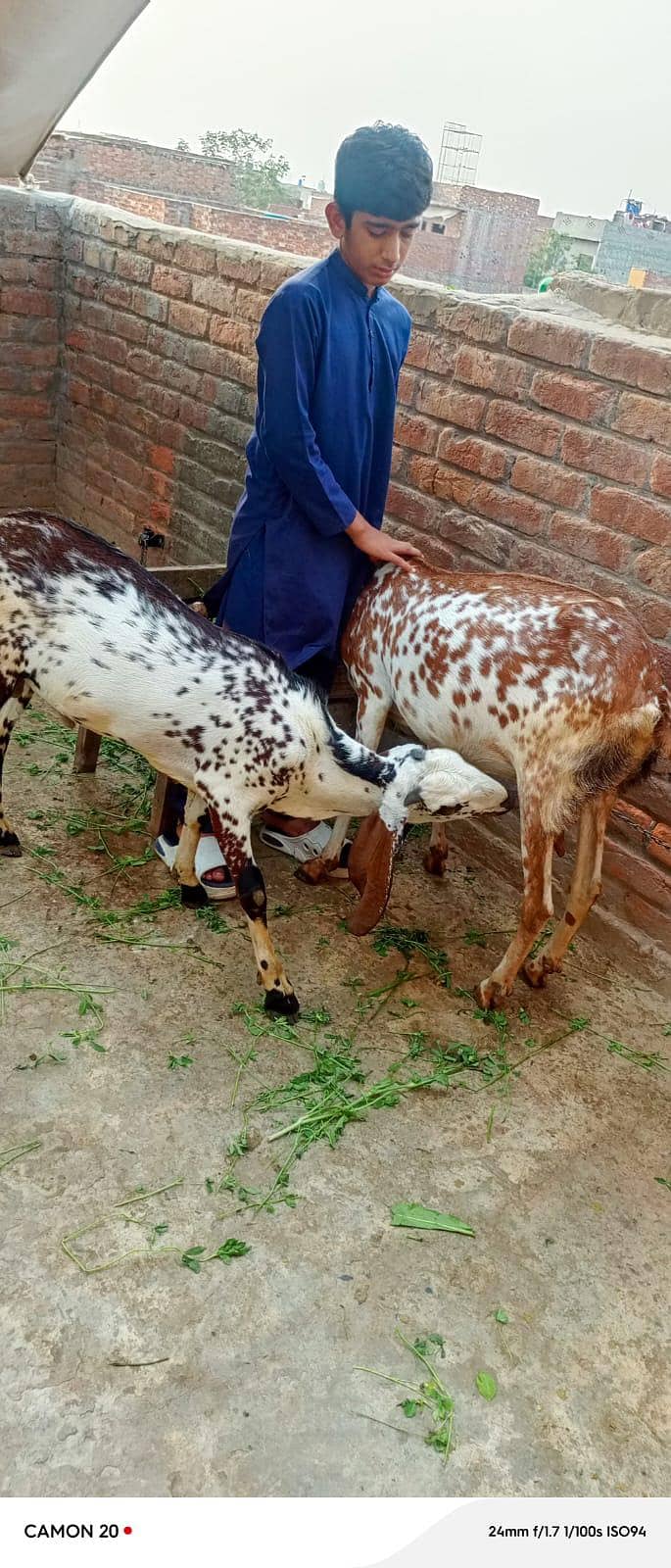 bakra + bakri 4