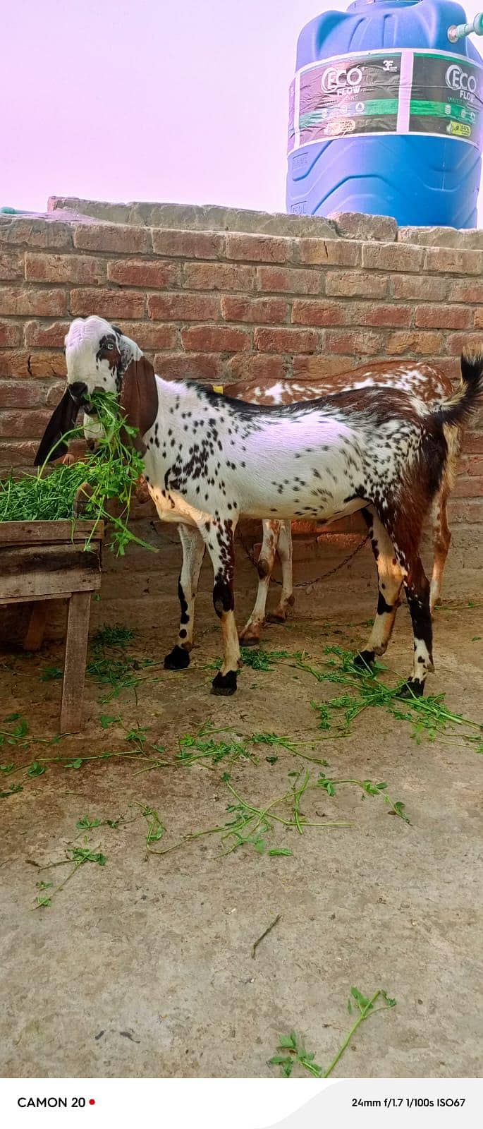 bakra + bakri 5
