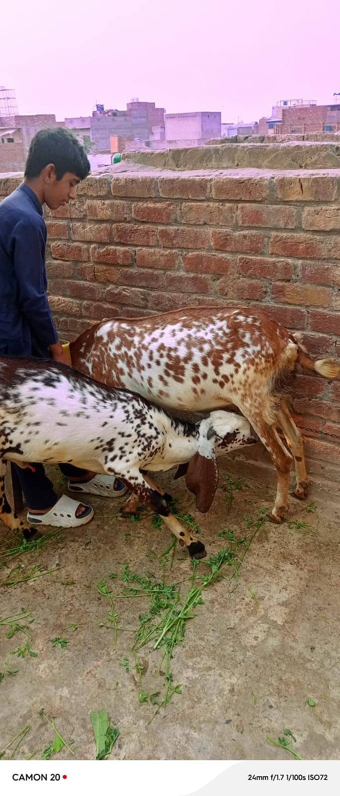 bakra + bakri 6