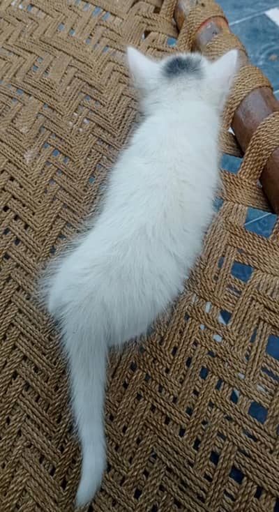 kitten for sell
