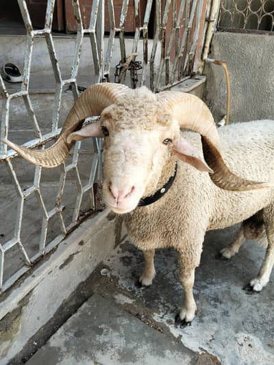 long tail sheep
