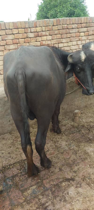Bary or chotayy donday Qurbani ka liya rabta karan 03477278529 watsapp