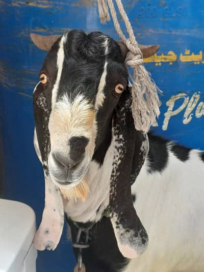 Heavy weights daisi bakra
