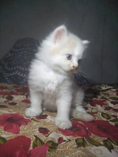2 cate sale