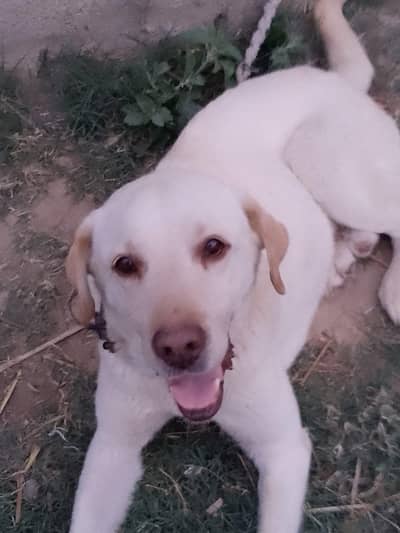lebra dog only eat dog food