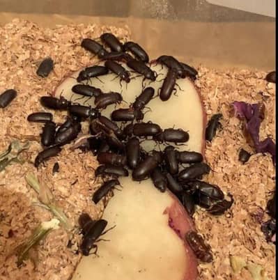 live meal worms and beetles for sale