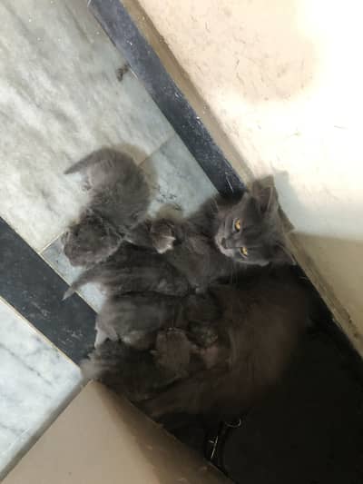 Persion female with babies pair