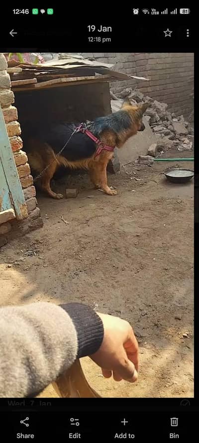 German shepherd female stud kwany k lia male dog  long court