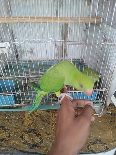 green ringneck chick