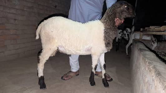 sheep , 7-8 months age