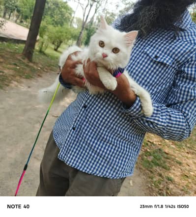 white colour double coat Persian cat for sale