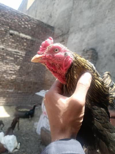 High Quality Aseel Breeder Pair For Sale | Lasani Cross & Mianwali