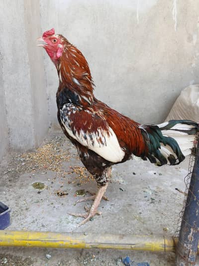 Pakistani aseel
