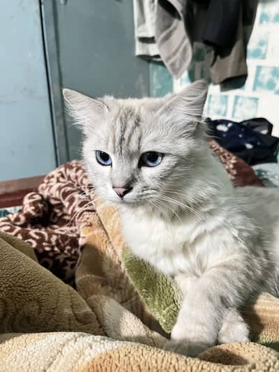 Ragdoll Cat for Sale